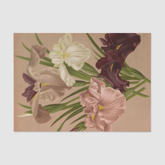 Iris Kaempferi. Var door Arentina Hendrica Arendse Tissuepapier (Voorkant)