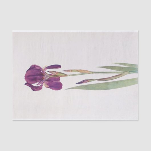 Iris Kochii door William Dykes Tissuepapier (Voorkant)