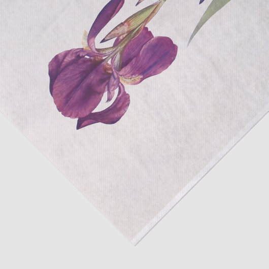 Iris Kochii door William Dykes Tissuepapier (Detail)