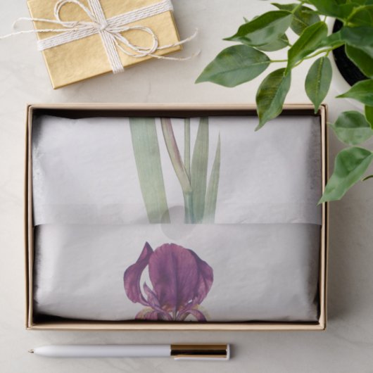 Iris Kochii door William Dykes Tissuepapier (Geschenk)