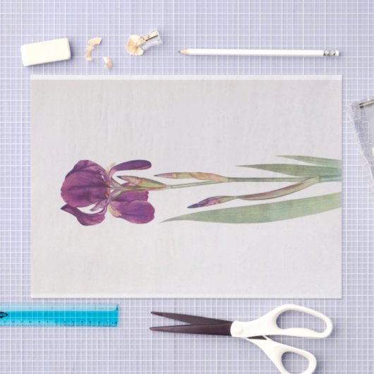 Iris Kochii door William Dykes Tissuepapier (Craft)