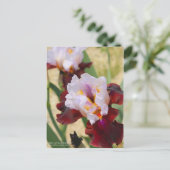 Iris "Latijnse hideaway" [Briefkaart] Briefkaart (Staand voorkant)