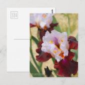 Iris "Latijnse hideaway" [Briefkaart] Briefkaart (Voorkant / Achterkant)