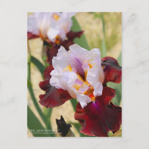 Iris "Latijnse hideaway" [Briefkaart] Briefkaart
