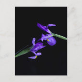 Iris Lovers Briefkaart (Voorkant)
