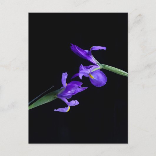 Iris Lovers Briefkaart (Voorkant)