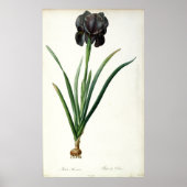 Iris Luxiana uit "Les Liliacees", 1805 Poster (Voorkant)
