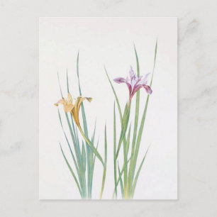 Iris Macrosiphon van William Dykes Briefkaart