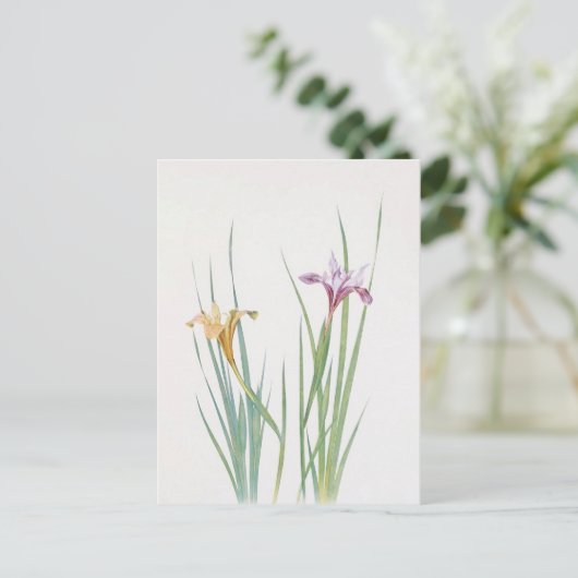 Iris Macrosiphon van William Dykes Briefkaart (Staand voorkant)