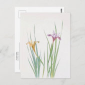 Iris Macrosiphon van William Dykes Briefkaart (Voorkant / Achterkant)