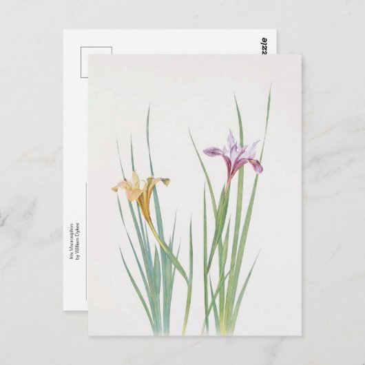 Iris Macrosiphon van William Dykes Briefkaart (Voorkant / Achterkant)