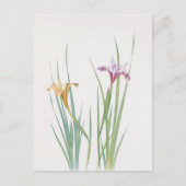 Iris Macrosiphon van William Dykes Briefkaart (Voorkant)