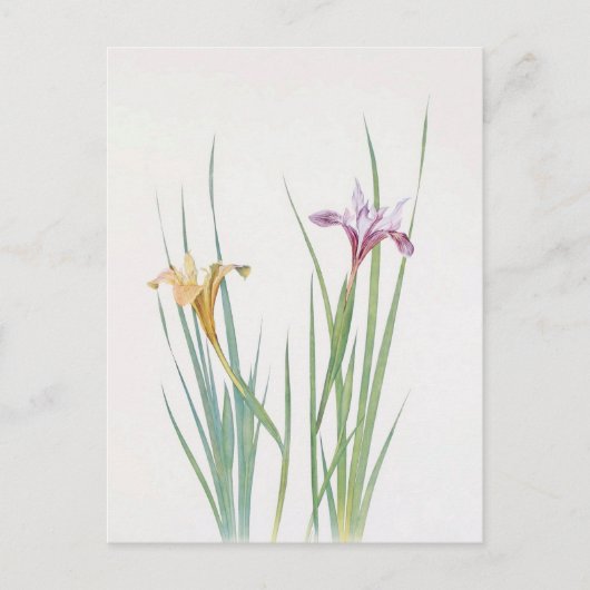 Iris Macrosiphon van William Dykes Briefkaart (Voorkant)