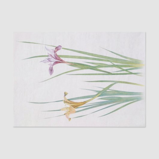 Iris Macrosiphon van William Dykes Tissuepapier (Voorkant)