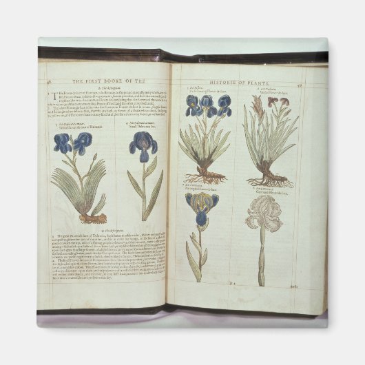 Iris Magneet (Voorkant)