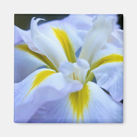 Iris Magnet (Voorkant)