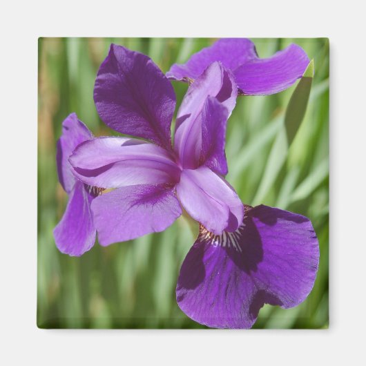 Iris Magnet (Voorkant)