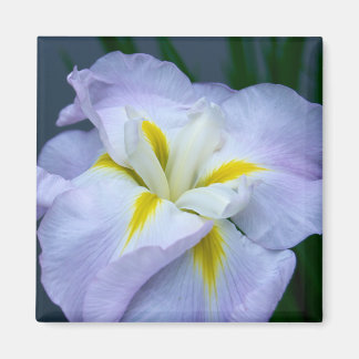 Iris Magnet