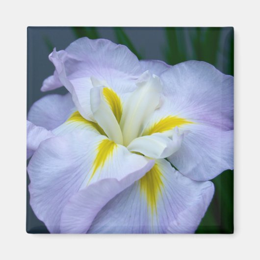 Iris Magnet (Voorkant)