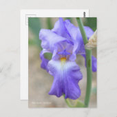 Iris "Mary Frances" (Briefkaart) ポ カ ー ド Briefkaart (Voorkant / Achterkant)