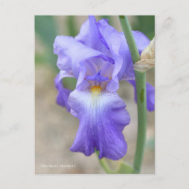 Iris "Mary Frances" (Briefkaart) ポ カ ー ド Briefkaart