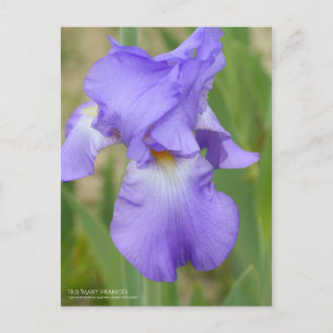 Iris "Mary Frances" (Briefkaart) Briefkaart
