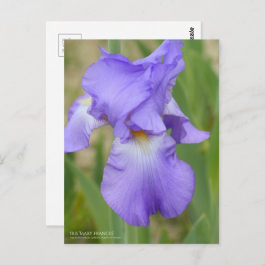 Iris "Mary Frances" (Briefkaart) Briefkaart (Voorkant / Achterkant)