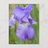 Iris "Mary Frances" (Briefkaart) Briefkaart (Voorkant)