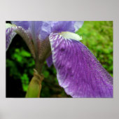Iris met dauw poster (Voorkant)