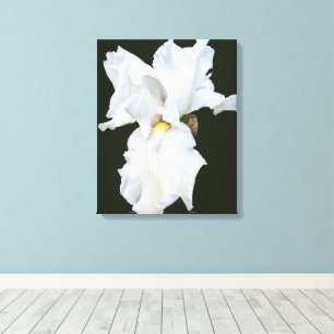 Iris met witte baard op zwarte achtergrond Canvasp Canvas Afdruk