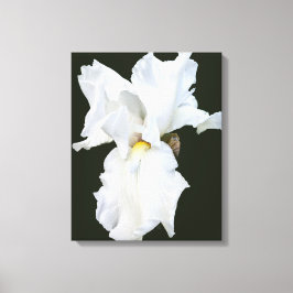 Iris met witte baard op zwarte achtergrond Canvasp Canvas Afdruk