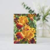 Iris "Michigan Pride" (Briefkaart) ポ カ ー ド Briefkaart (Staand voorkant)