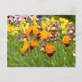 Iris "Michigan Pride" (Briefkaart) ポ カ ー ド Briefkaart