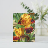 Iris "Michigan Pride" (Briefkaart) ポ カ ー ド Briefkaart (Staand voorkant)