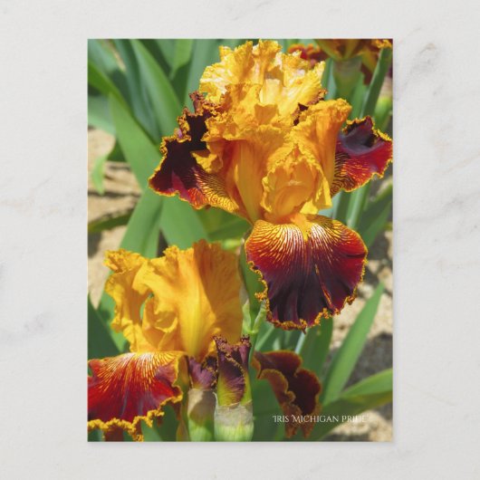 Iris "Michigan Pride" (Briefkaart) ポ カ ー ド Briefkaart (Voorkant)
