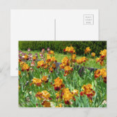 Iris "Michigan Pride" (Briefkaart) ポ カ ー ド Briefkaart (Voorkant / Achterkant)