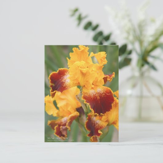 Iris "Michigan Pride":Briefkaart Briefkaart (Staand voorkant)