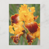 Iris "Michigan Pride":Briefkaart Briefkaart (Voorkant)