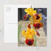 Iris "Michigan Pride":Briefkaart Briefkaart (Voorkant / Achterkant)