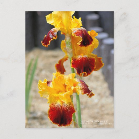 Iris "Michigan Pride":Briefkaart Briefkaart (Voorkant)