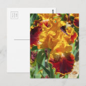 Iris ‘Michigan Pride’ [Postcard] ポストカード Briefkaart (Voorkant / Achterkant)