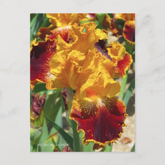 Iris ‘Michigan Pride’ [Postcard] ポストカード Briefkaart (Voorkant)