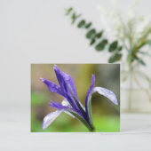 Iris na regen briefkaart (Staand voorkant)