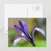 Iris na regen briefkaart (Voorkant / Achterkant)