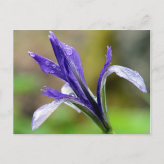 Iris na regen briefkaart
