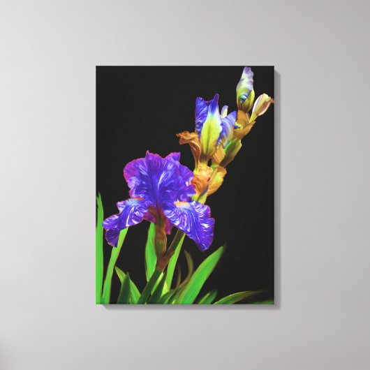 Iris op zwart glad canvas afdruk (Voorkant)