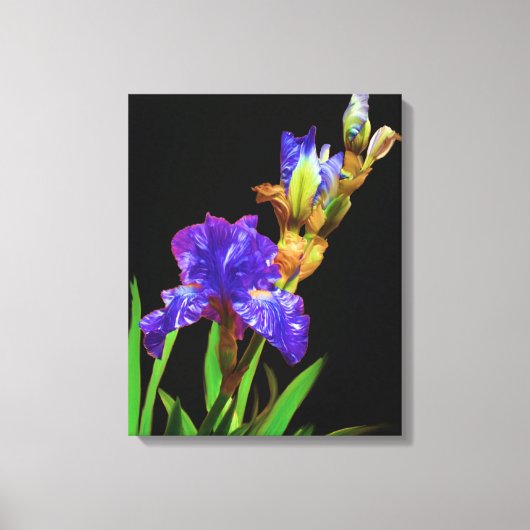 Iris op zwart glad canvas afdruk (Voorkant)