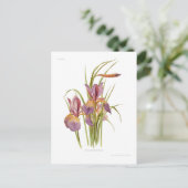 Iris orientalis briefkaart (Staand voorkant)