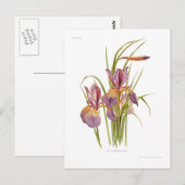 Iris orientalis briefkaart (Voorkant / Achterkant)
