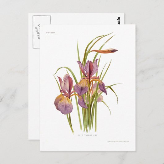 Iris orientalis briefkaart (Voorkant / Achterkant)